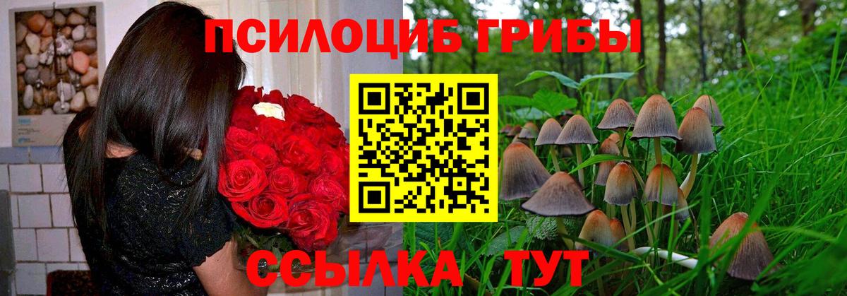 Галлюциногенные грибы Psilocybe Ирбит